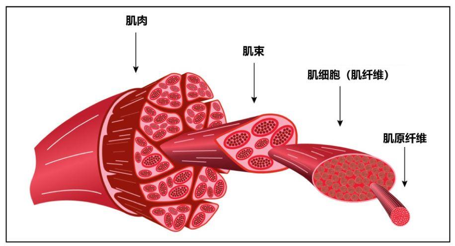 锻炼过度,反复损伤肌肉,会致癌么? - 知乎