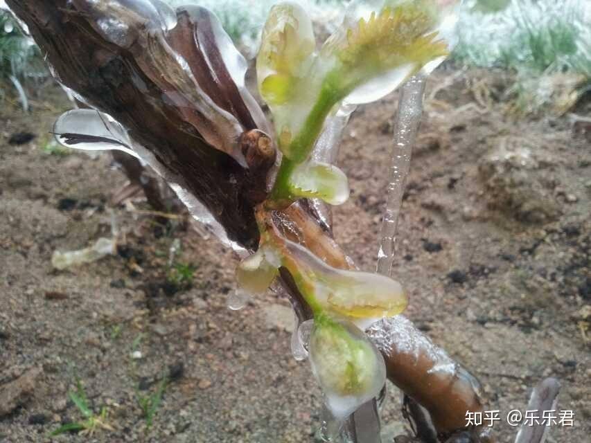 每年这个时候国外很多葡萄园都一片熊熊大火到底咋啦