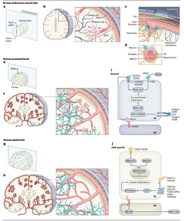 Nat Rev Neurosci重要综述：脑血管系统研究进入单细胞时代 - 知乎