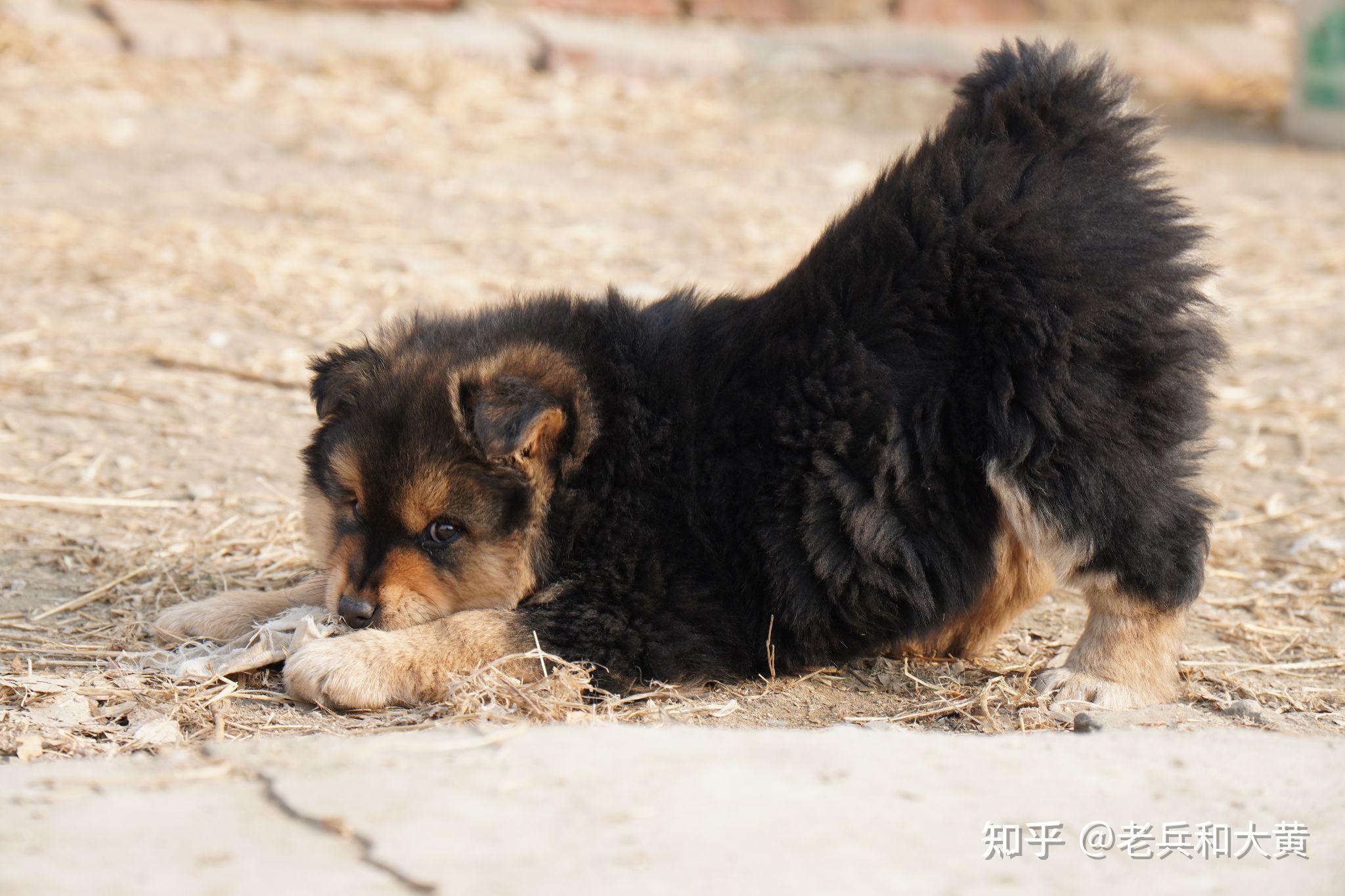 土松卖萌的一面