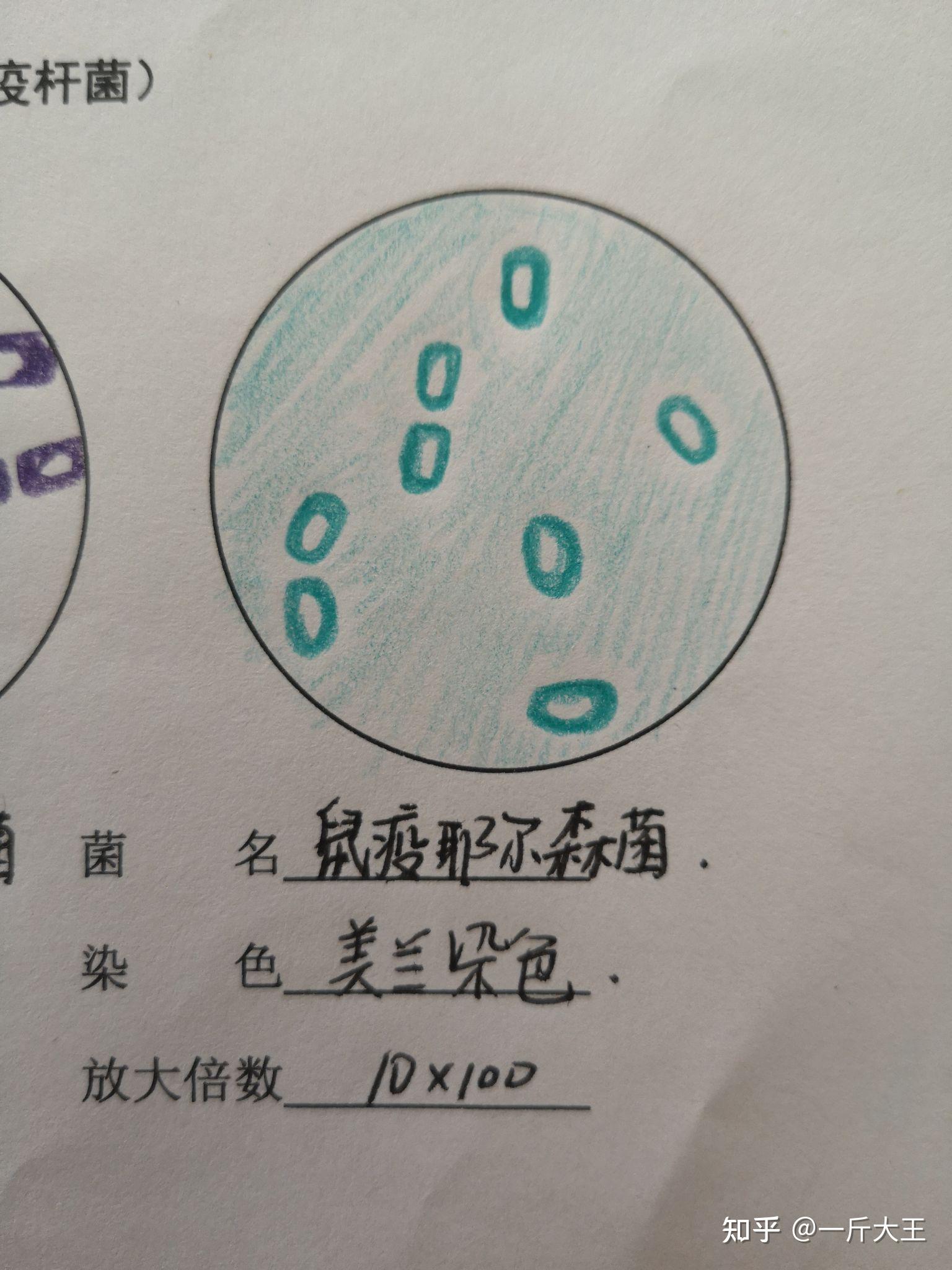 医学微生物绘图大赛图片