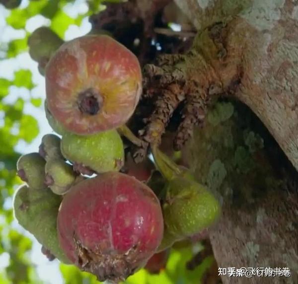 神秘的大果榕:世界上最大的无花果!你吃过吗 - 知乎