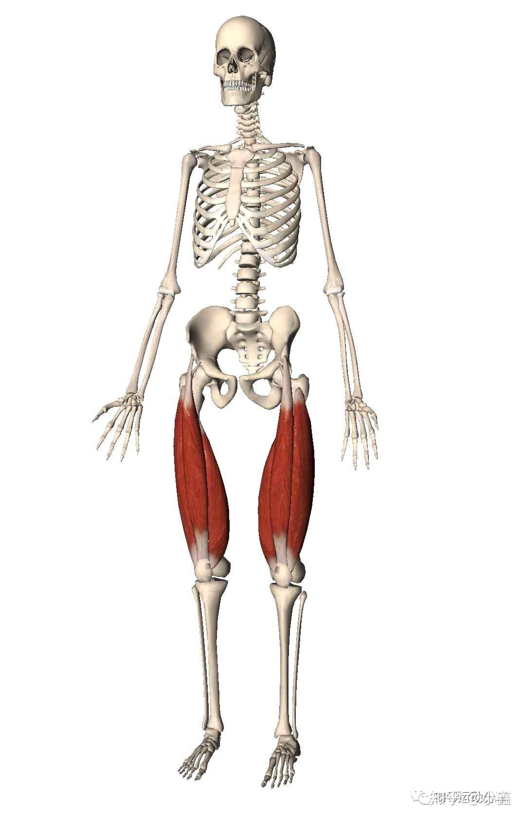 股四头肌引发的膝关节疼痛