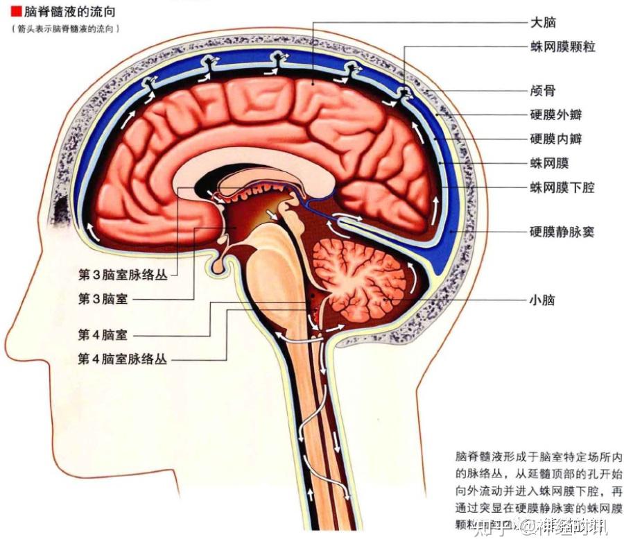 脑左侧基底节部位图片图片