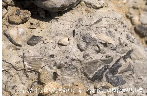 一文读懂地球历史上五次生物大灭绝的时间、规模和原因 - 知乎