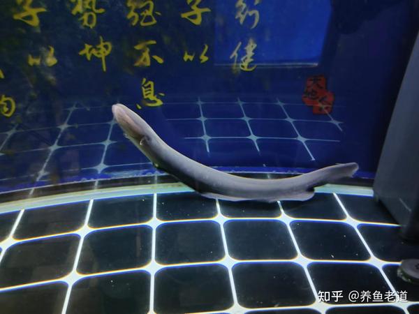 白点、水霉、白头白嘴、内部寄生虫等一些观赏鱼疾病的用药原则 知乎