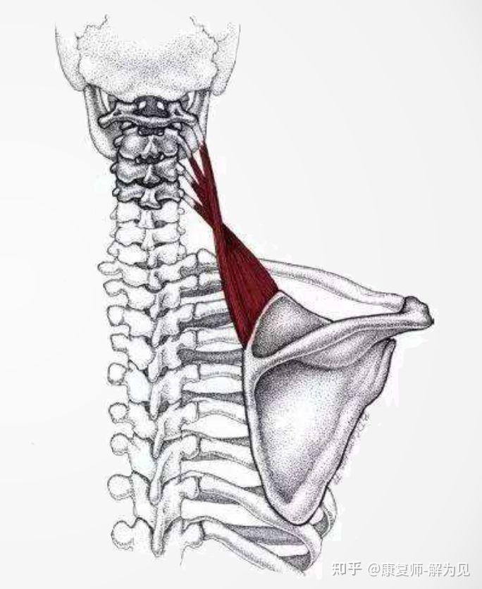 枕下肌群在颈椎稳定中的作用 - 知乎