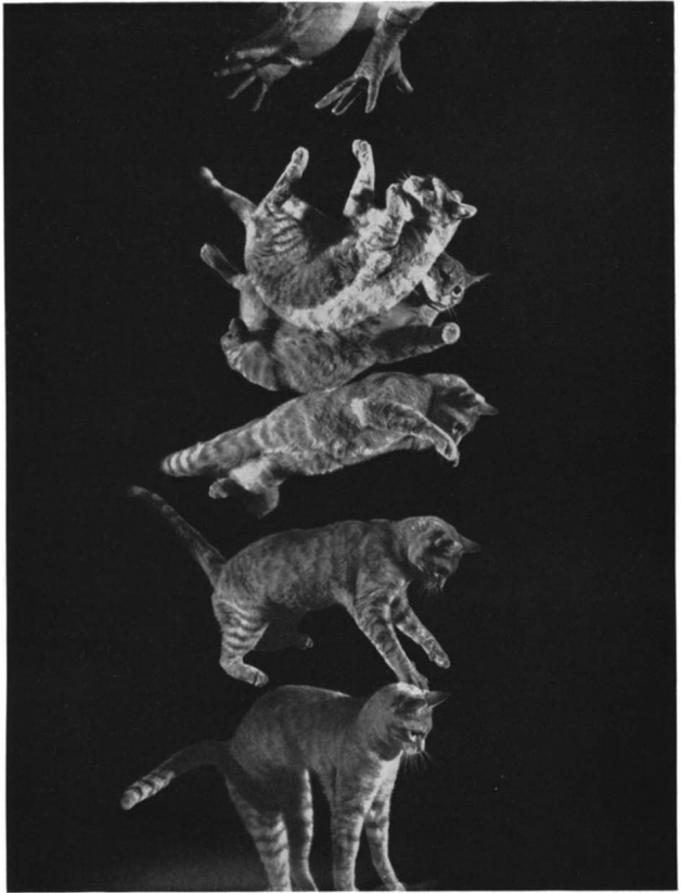 力学(十三)--经典力学中的几何相:为什么猫从高处落下会四脚着地?