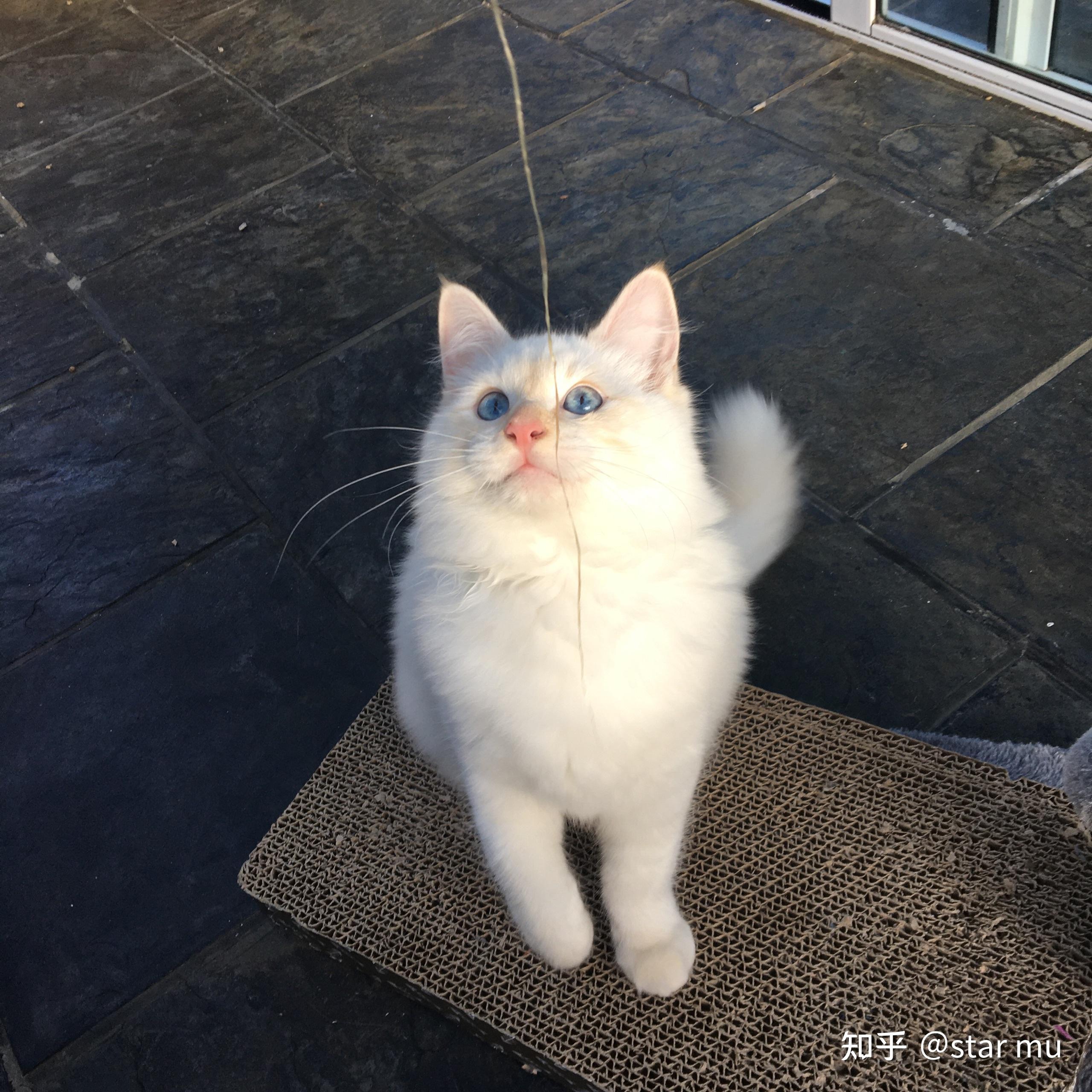 有没有纯白色的布偶猫