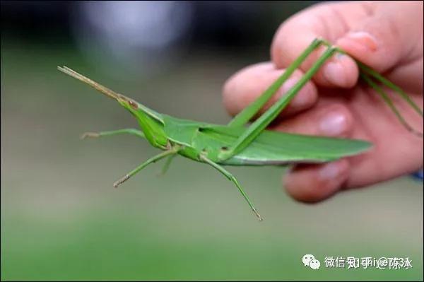 拟态进化一切为了活下去