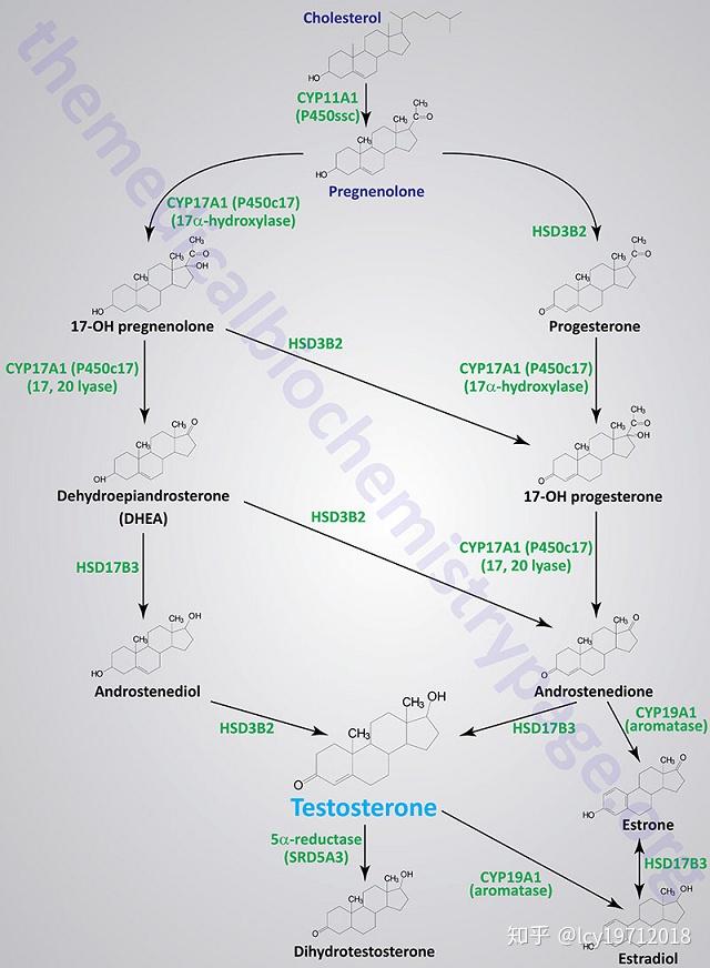 类固醇激素的合成与作用机制