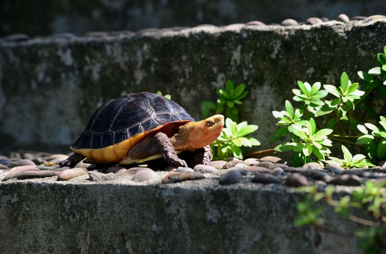 巴西龟寿命及判断年龄介绍_保驾护航装修网