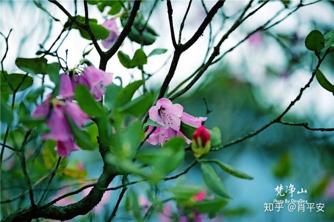 梵净山升仙之山,超越时空的净地,世间难得的一方净土-仙气飘飘的梵净山叫什么