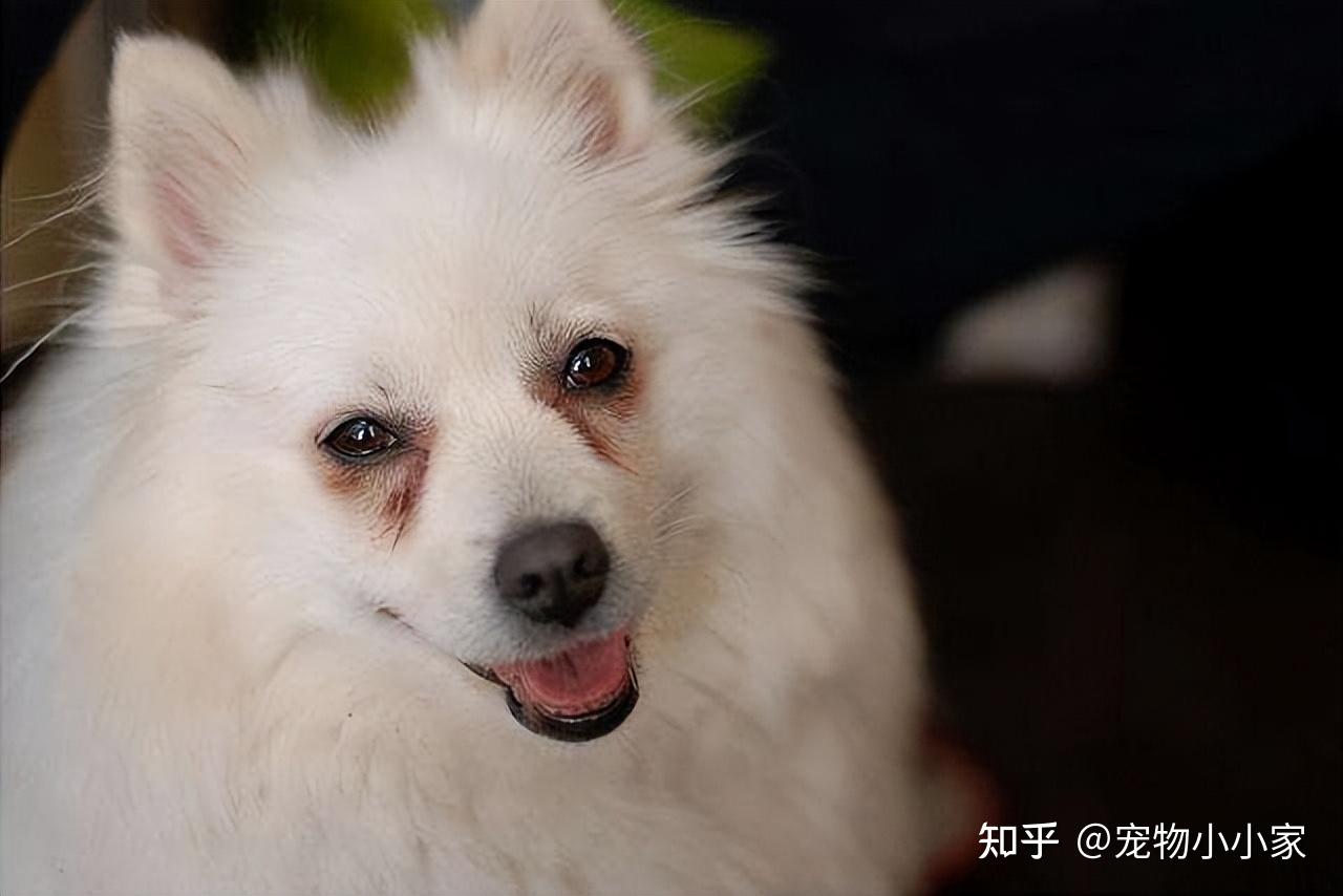 为什么养“银狐犬”的人很少?原来是这几点让人难以接受 - 知乎