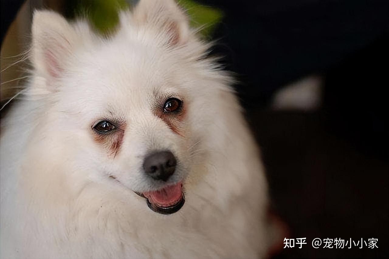 銀狐犬是一種什麼狗?