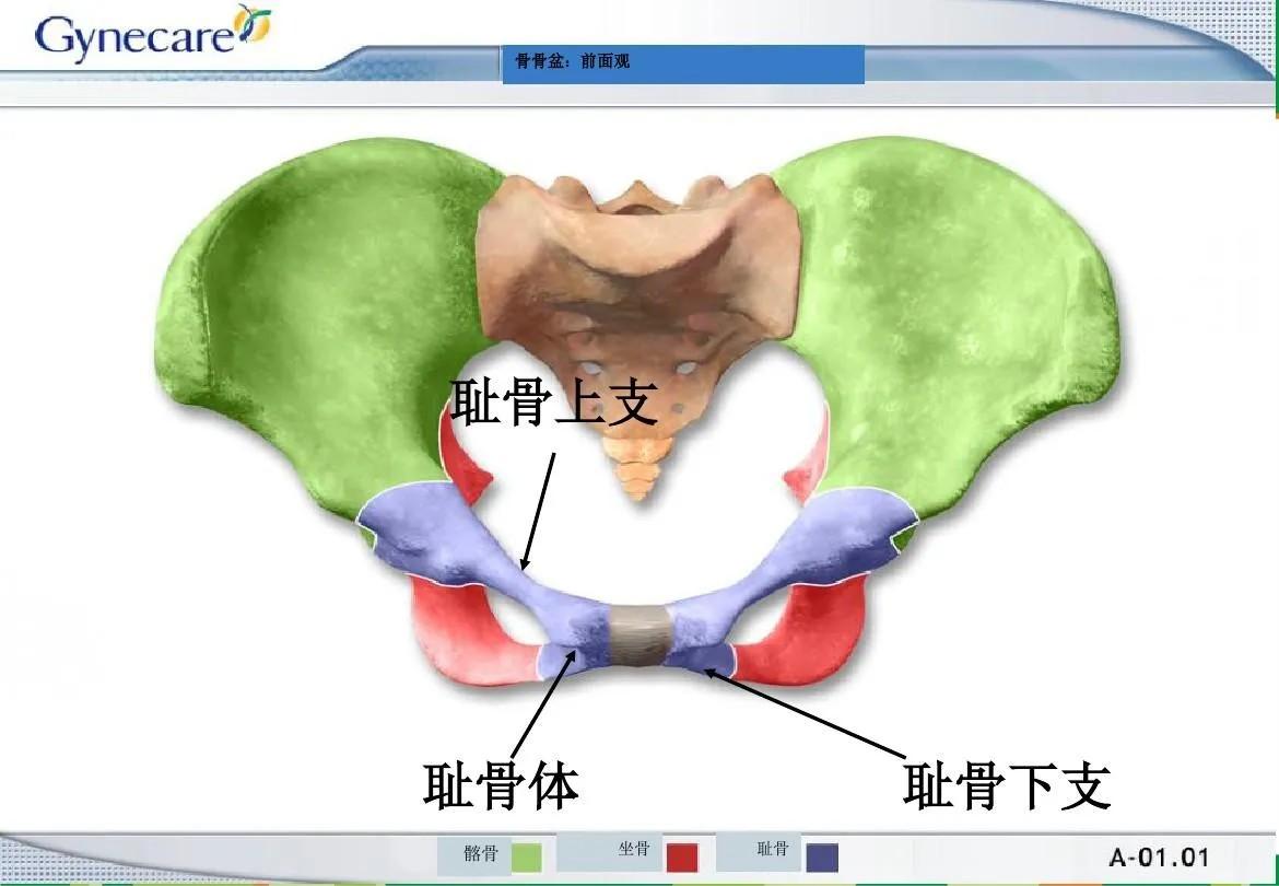 局部解剖学 腹部 - 知乎
