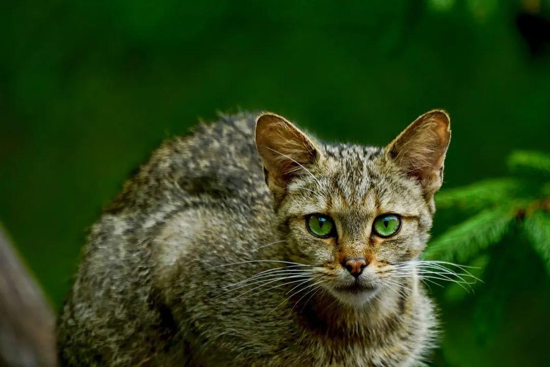 一回家看到猫主子满脸的血?猫:妈,我没吃饱! - 知乎