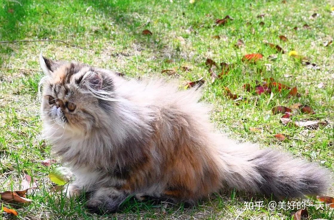 波斯猫的价格一直都比较高,曾经风靡一时,但现在基本是无人问津了.