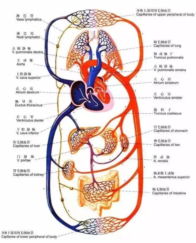 人人都在捧的干细胞究竟能为你的身体8大系统做些什么