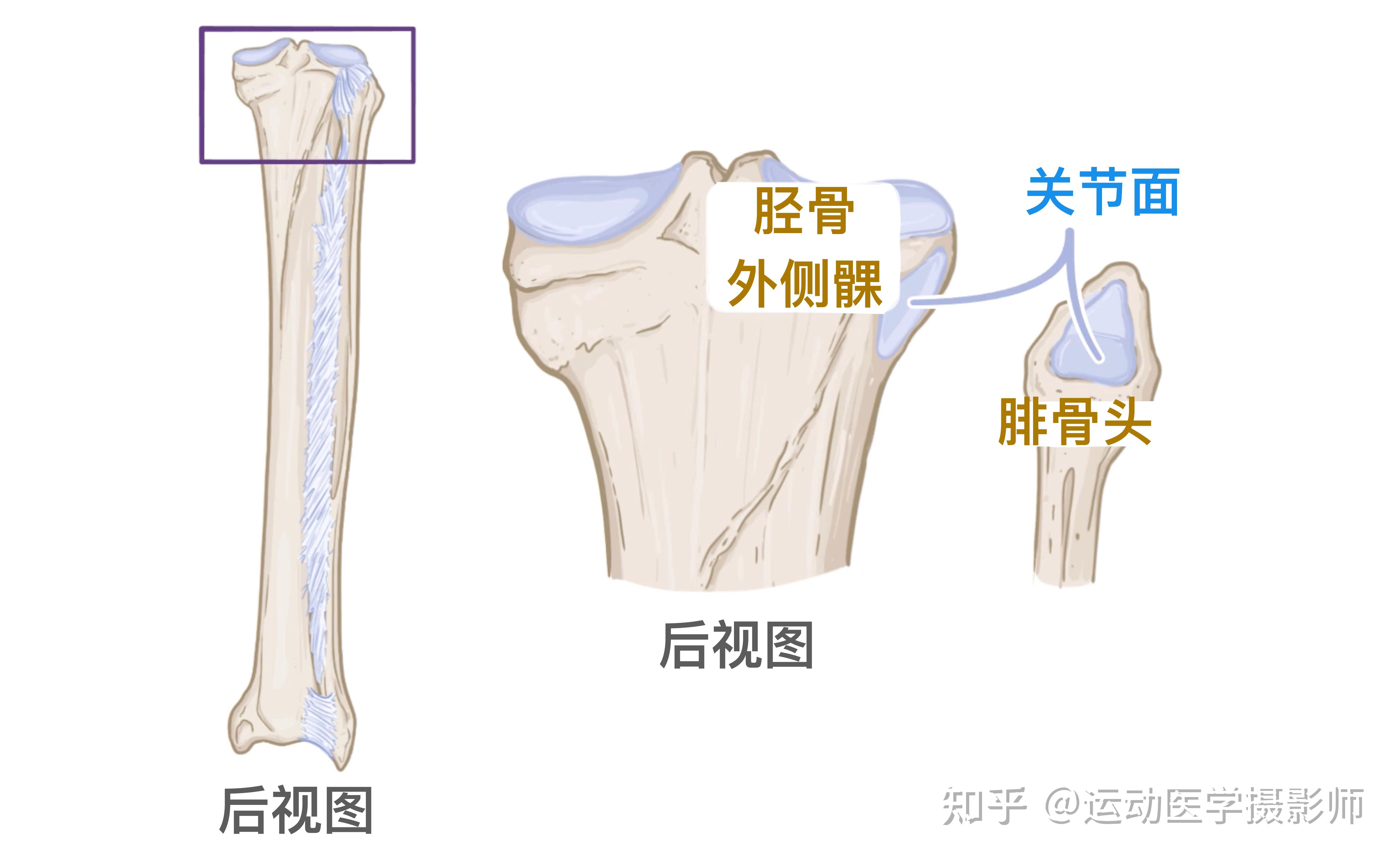 鲜为人知的关节—胫腓关节 - 知乎