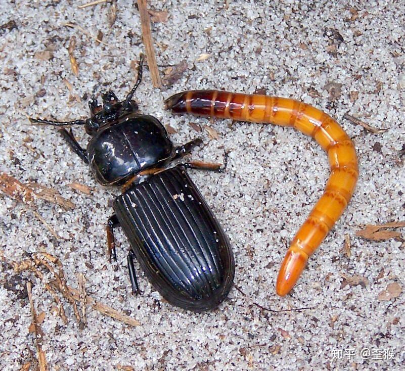 求普及 这是什么虫?