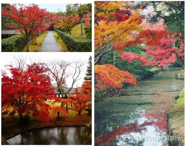 身处绿意旺盛的夏 但红叶漫天好像近在眼前 知乎