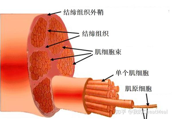 肌肉维度 | 肌原纤维与肌浆,鱼与熊掌如何兼得? - 知乎