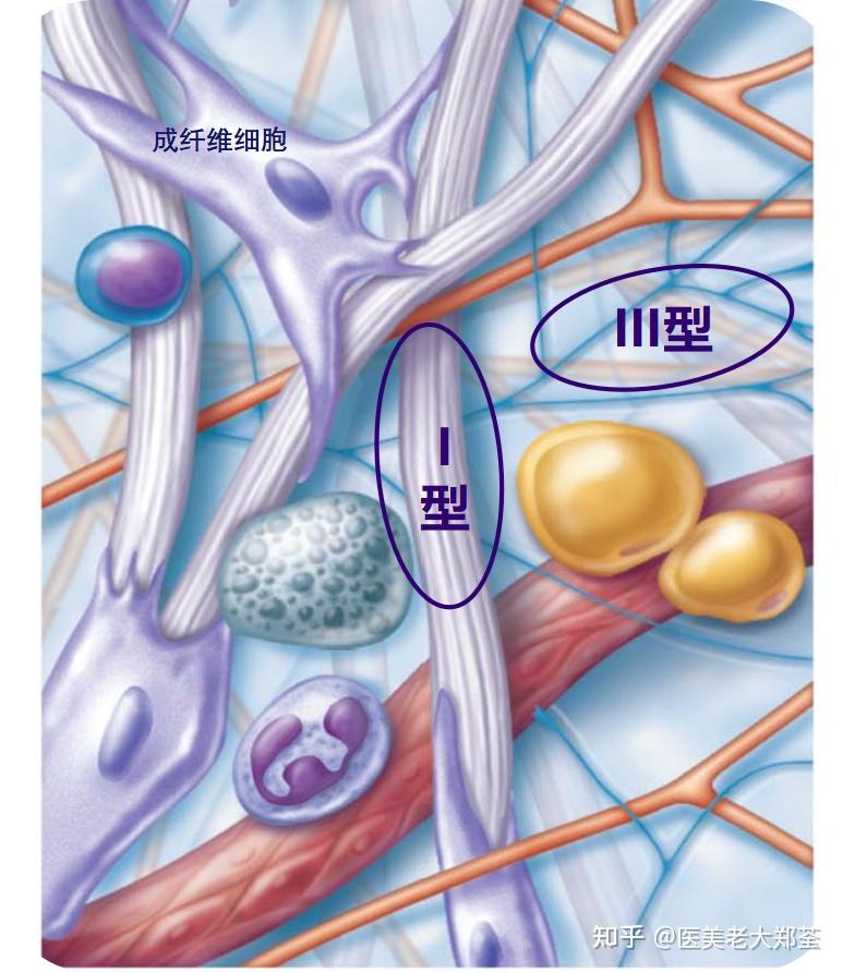 满脸胶原蛋白的甜心教主肌肤紧致又减龄看这里一篇带你全面了解胶原