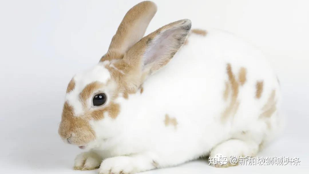 開放助養計劃!快來新加坡動物園領取你的小寵物! - 知乎