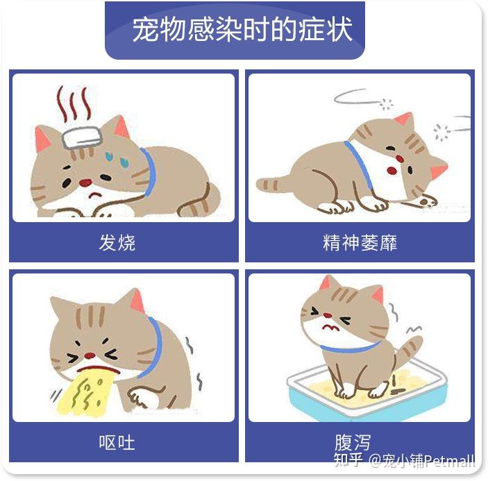 猫瘟是个啥?