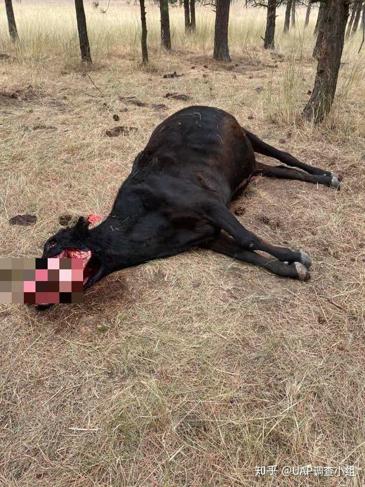 屠牛事件后来怎么样了