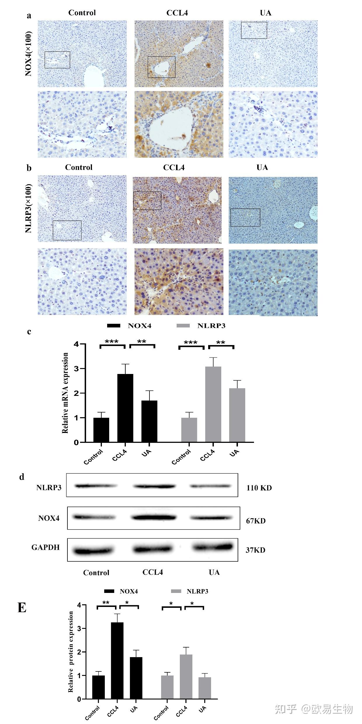 免疫組化結果顯示,cci4誘導的肝纖維化小鼠nox4和nlrp3表達上調,ua