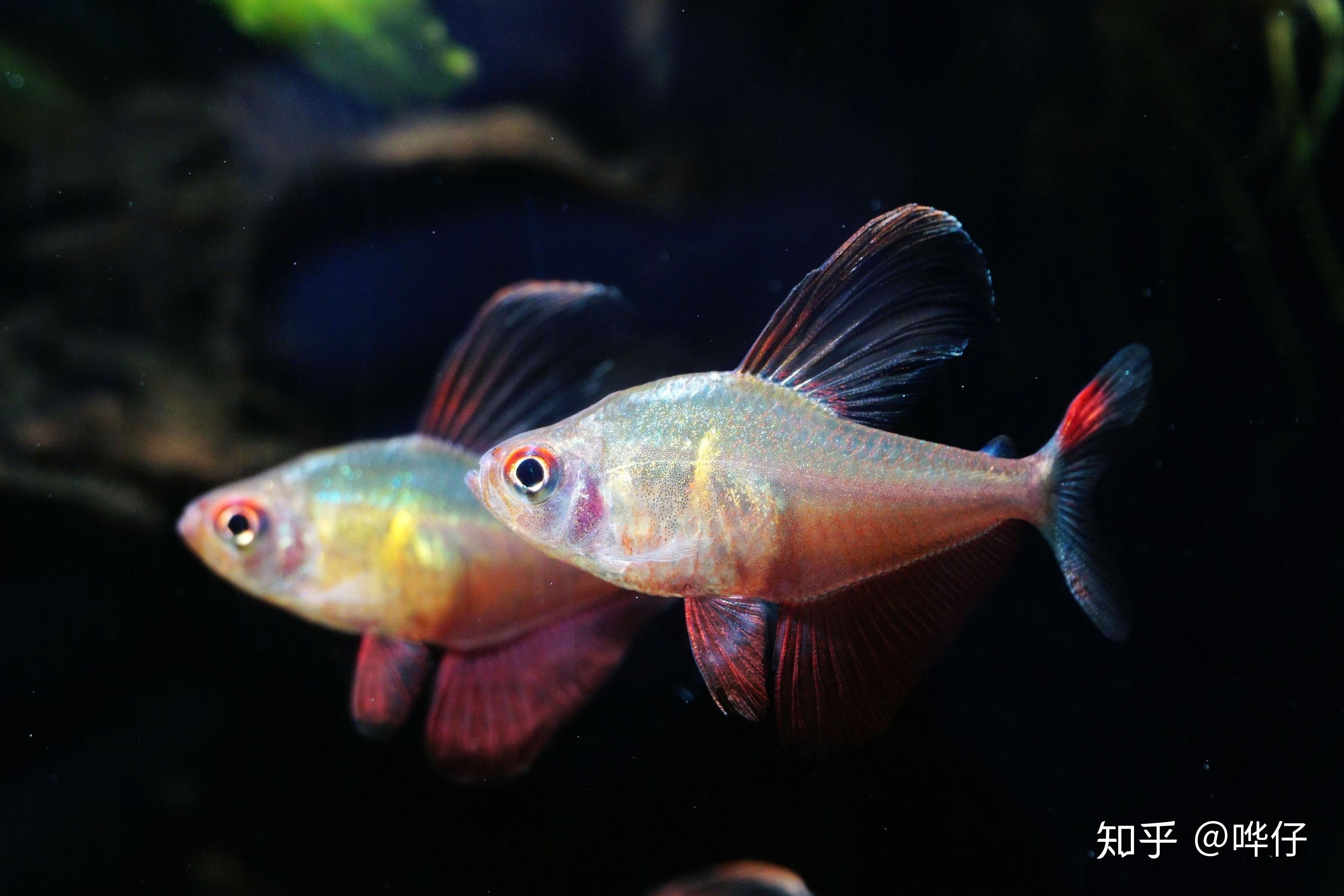 如此混养扯旗鱼,确实有点扯! - 知乎