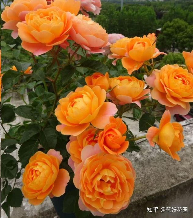 蓝妖太神奇月季竟然在一周内开出两种不同颜色的花啥回事