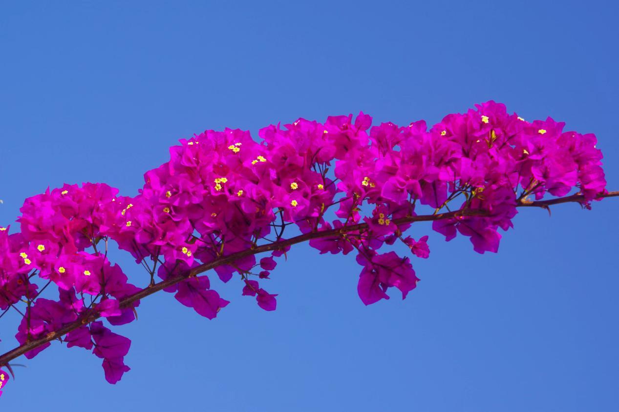 金龙桥:万里长江上现存最古老的铁链桥 - 知乎