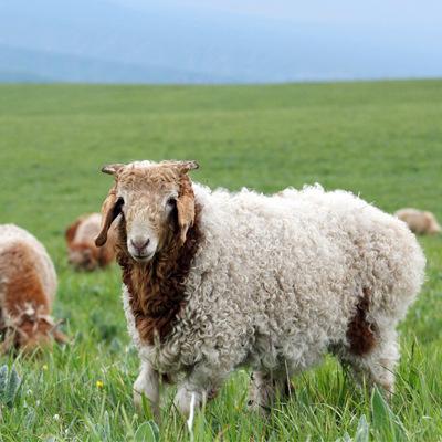 有毛肉兼用的,如新疆细毛羊;有主要用毛和羔皮的,如和田羊,新疆羔皮羊