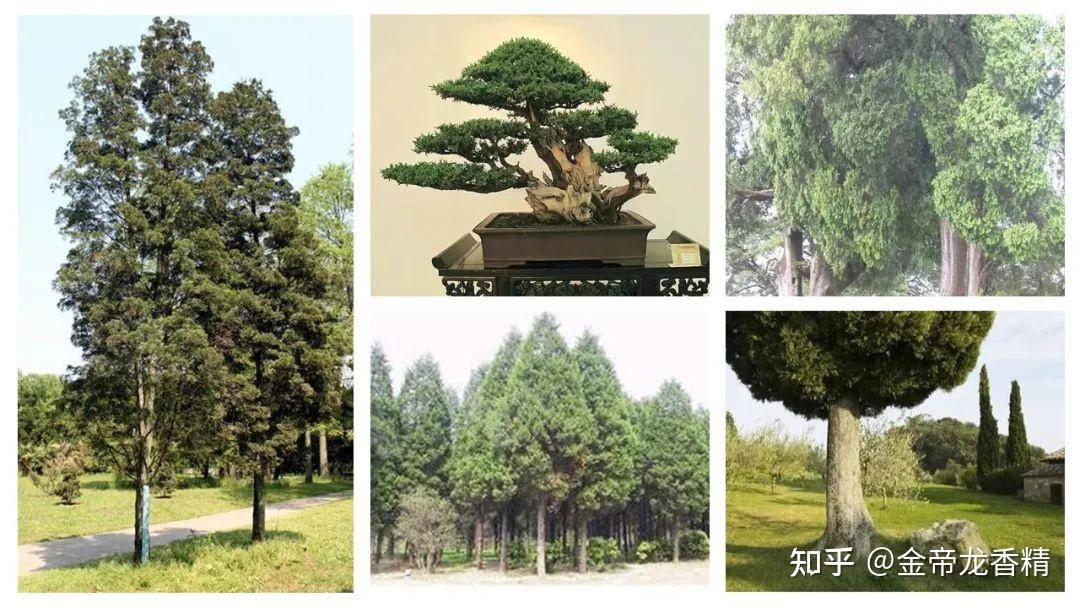香精与香料(106)—柏木 - 知乎