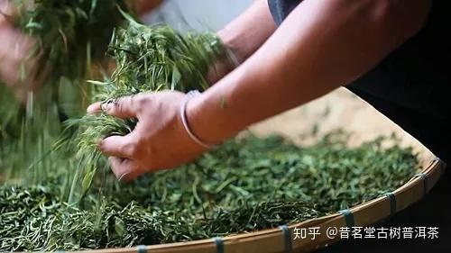 【茶工艺】普洱茶的好滋味都是“揉捻”出来的! - 知乎