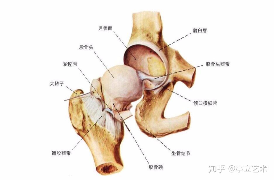 大腿根部骨骼结构图图片