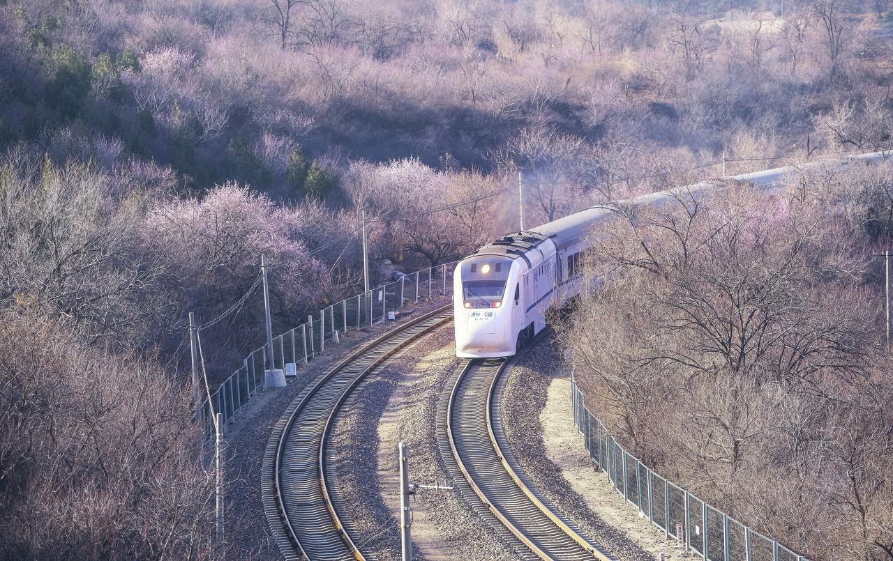 京郊最美樱花列车你有去过吗