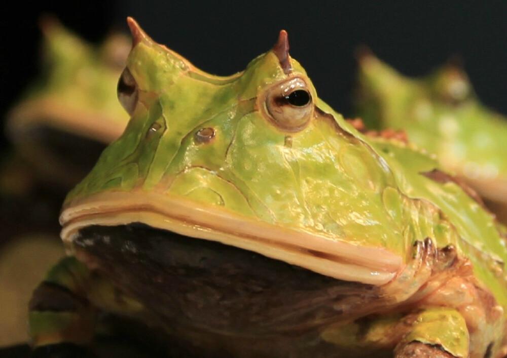 角蛙饲养 五 之角蛙寿命 知乎