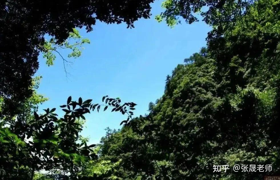 自然地理小课堂：何为“林窗效应”？ - 知乎