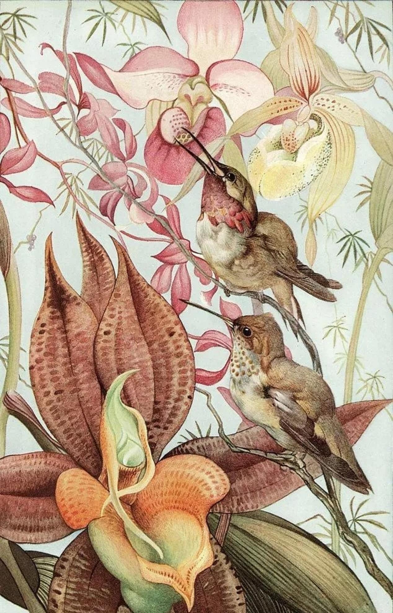 鸟在花丛化蜂行迷人的小妖精独特又精致的蜂鸟