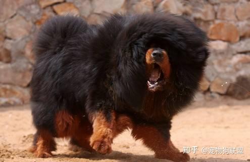 因為貴州深山居多,會有很多的野生動物,而下司犬作為獵犬,當地居民家