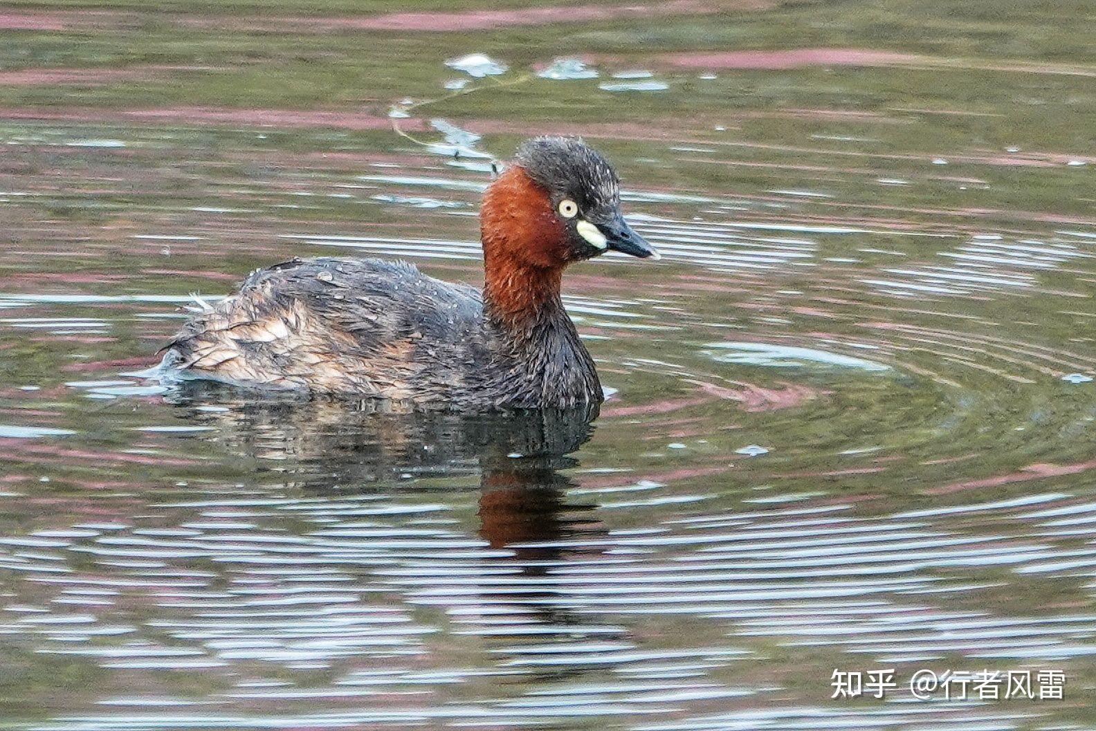 小鸊鷉[pì tī]:外文名little grebe別名:油鴨,水葫蘆,油葫蘆,王八