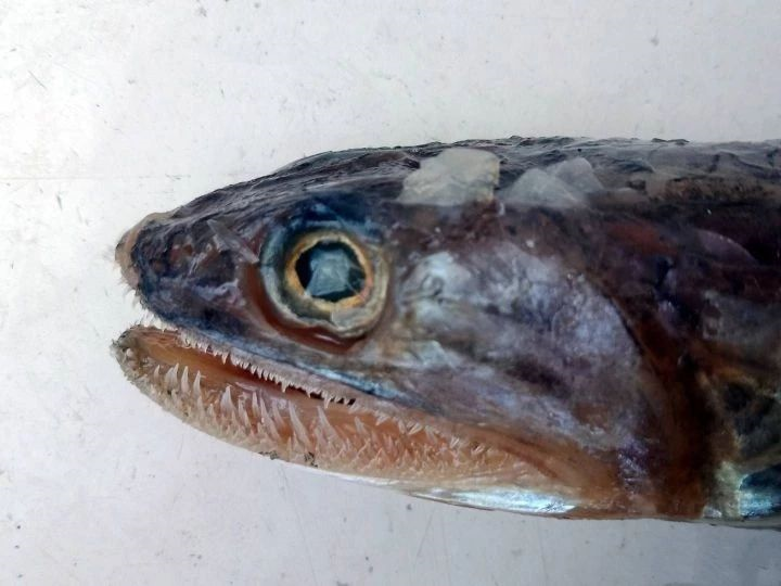 长蛇鲻和印度镰齿鱼都属于仙女鱼目合齿鱼科