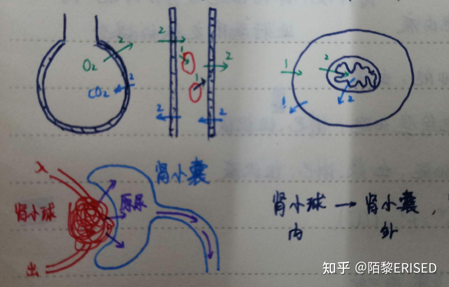 生殖道:输卵管,子宫连接体外图53 连接体外的组织器官*氧气进入组织