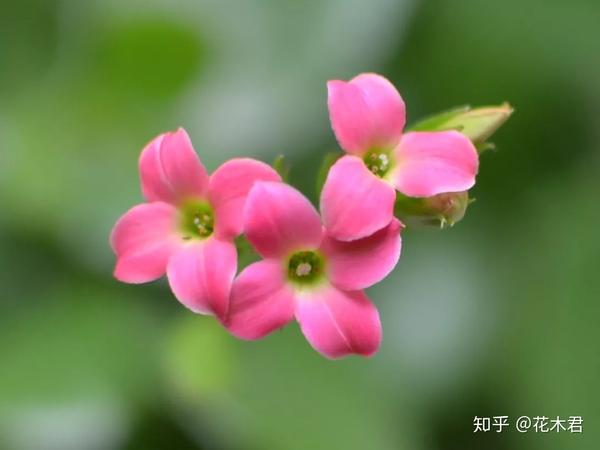 玻璃翠娇艳欲滴 怎么养才能开花不断 快速爆盆 知乎