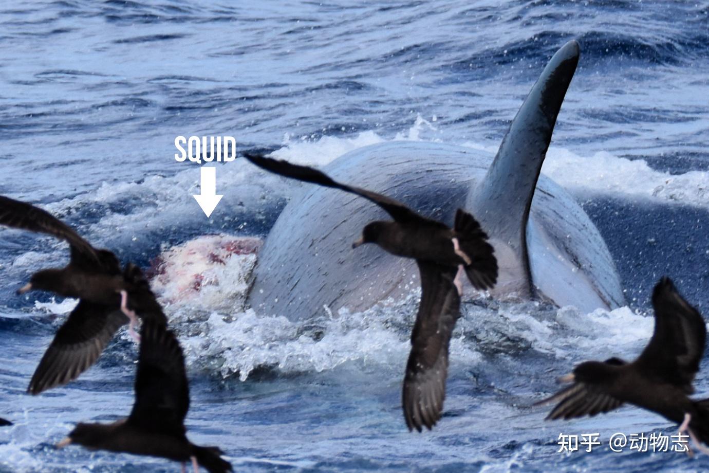 虎鲸海洋霸主地位遭挑战,领航鲸围殴虎鲸,迫其让出地盘交出猎物