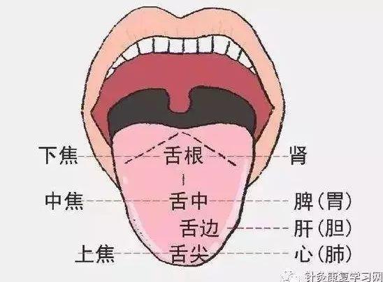 中医舌头诊断图,看舌头懂健康,收藏备用! - 知乎